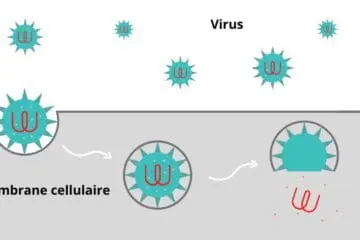 Cellule Coronavirus