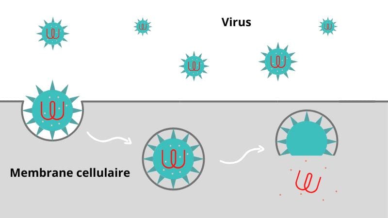 Cellule Coronavirus